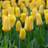 Cramers Blommor Tulipa Foseriana Candela 10pcs