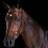 Collegiate ComFiTec Training Bridle, Brown