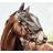 Horse Guard Fluemaske Til Trense - Black