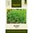 Impecta Dill, Blad-, Thalia, Ekologisk