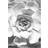 Komar Succulent Closeup Black/white/Grey Poster 50x70cm