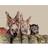 Jane Bannon WDC94810 Multicolour Framed Art 40x50cm