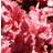 Sweed Beauty Heuchera hybr. Frosted Flame