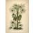The Dybdahl Co Livistona Humilis Pink/Green Plakat 30x40cm