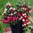 GardenersDream Fuchsia Collection 3 Plants