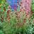 Sanguisorba officinalis Tanna, Blodtopp
