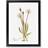 East Urban Home Slender Agoseris Black Framed Art 48x65cm