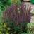 Omnia Garden Stäppsalvia 'Ostfriesland' OMNIA GARDEN