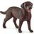 Schleich Labrador Retriever Female 13834