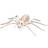 Boland Edderkop Skelet 23x14 Cm