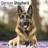 Avonside German Shepherd Calendar 2025 Square Dog Breed