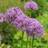 Thompson & Morgan 60 Allium Purple Sensation Bulbs