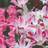 Thompson & Morgan 8 Tulip Whispering Dream Bulbs