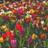 Thompson & Morgan 50 Tulip Majestic Mix Spring Flowering Bulbs