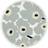 Marimekko Unikko Flat tallrik 25cm