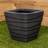 Samuel Alexander 31Cm Square Garden Plant