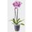 Stewart 2 Clear Orchid Pots Plastic Orchid Flower Plant Pot