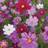 Thompson & Morgan Cosmos Sensation Mixed 1 Seed Packet