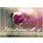 Calvendo Flower Dreams Square Desk Calendar 2025 A5