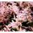 Astilbe Glaberrima Hybrid 'Sprite' Staude
