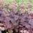 Sankthansurt Matrona Sedum hybrid Matrona Staude