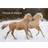 Calvendo Ponies in Action Desk Calendar 2025 A5