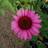 Echinacea Purpurea 'Magnus' Staude