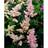 Astilbe Japonica 'Europe' Staude