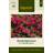 Impecta Petunia, Rondell-, F1 Tidal Wave Cherry