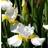 Siberian Iris Snow Queen Sommerblomst