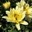 Leucanthemum 'Banana Cream' Staude