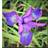 Iris Sibirica 'Sparkling Rose' Staude