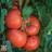 Thompson & Morgan Burlesque F1 1 Seed Packet