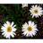 Leucanthemum Superba 'Alaska' Staude