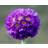 Primula Denticulata Staude