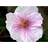 Geranium Sanguineum Var. Striatum Staude