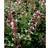 Nepeta Faassenii 'Dawn To Dusk' Staude