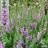 Calluna Vulgaris 'Jysk Naturform' Potteplante