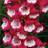 Thompson & Morgan Penstemon Amelia Jayne 1 Jumbo Plug Plant - One Size
