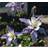 Aquilegia Caerulea 'Blue Star' Staude