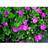 Geranium Sanguineum 'Max Frei' Staude