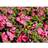Phlox Paniculata 'Coral Flame' Staude