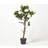 Homescapes Rose Tree White Artificial Plant