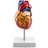 Qwork Human Heart Model, Anatomically Accurate Numbered 2-Part Life Size Heart Medical Model with 34 Anatomical Structures, Held Together with Magnets on Base