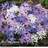 Thompson & Morgan 100 x Glory Of The Snow 'Mixed' Bulbs