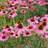 Thompson & Morgan Echinacea Purpurea 1 Litre Potted Plant x 1