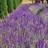 Thompson & Morgan Lavandula Angustifolia Munstead 9 cm Potted Plant X 1 - One Size