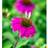 Echinacea Pure .'Wild Berry' Staude