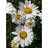 Leucanthemum 'Becky' Staude