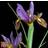 Thompson & Morgan Iris Reticulata Purple Hill 25 Bulbs